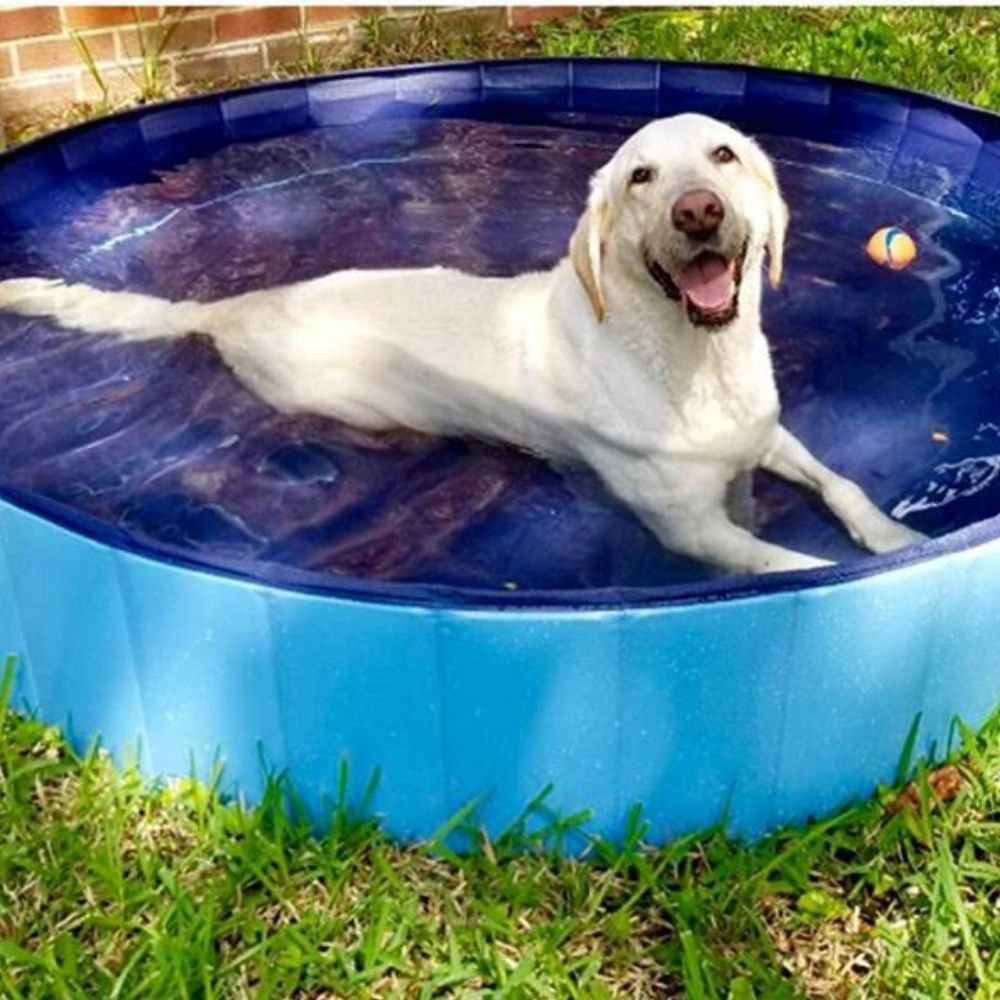 Paw Paradise™ Portable Dog Pool