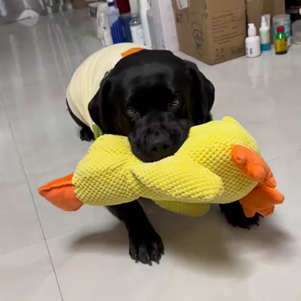 QuackPal™ Calming Duck