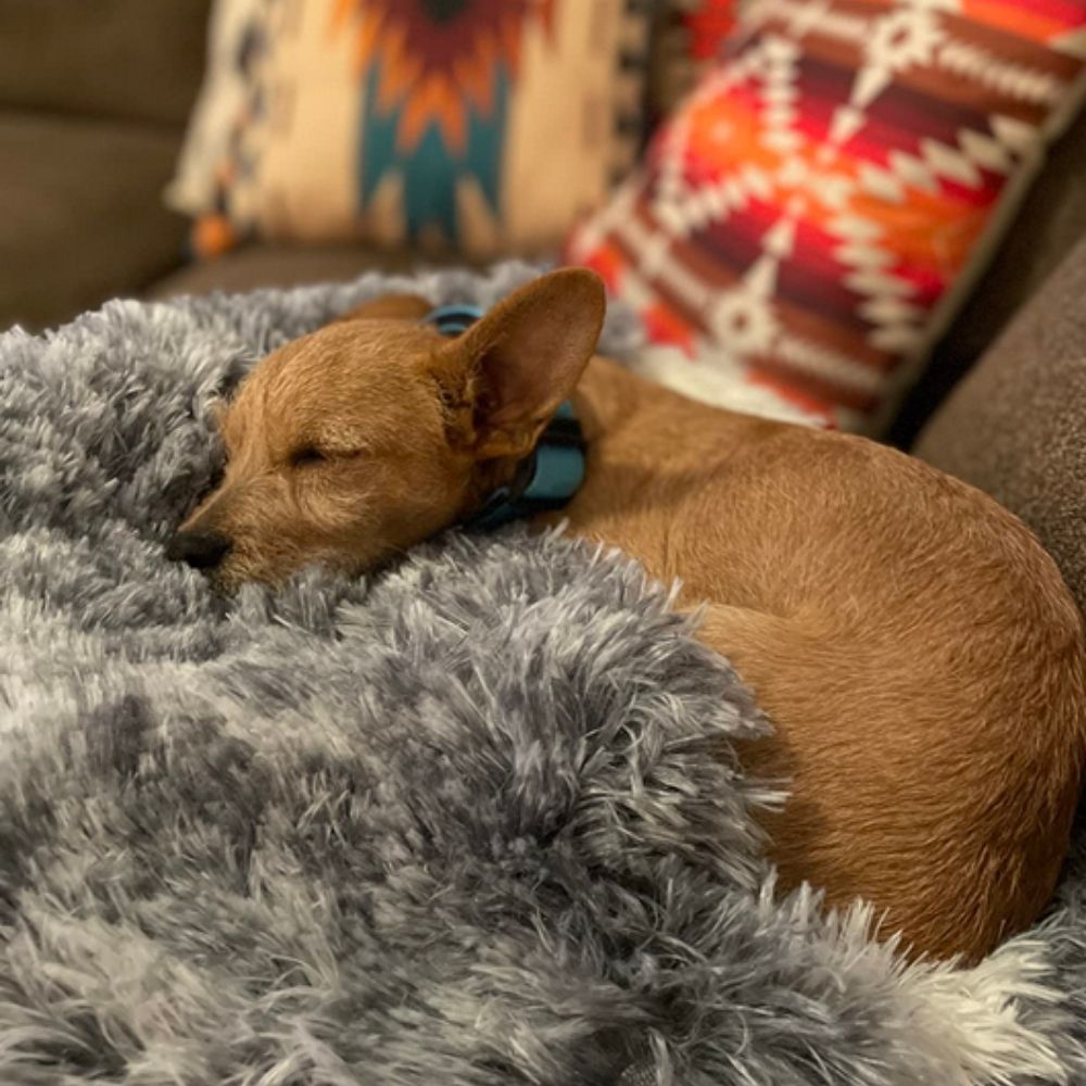 CozyCloud™ Calming Pet Bed