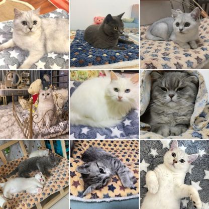 Kitty Serenity™ Calming Blanket