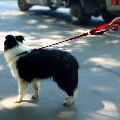 TravelBuddy™ 3-in-1 Dog Seat Belt and Leash