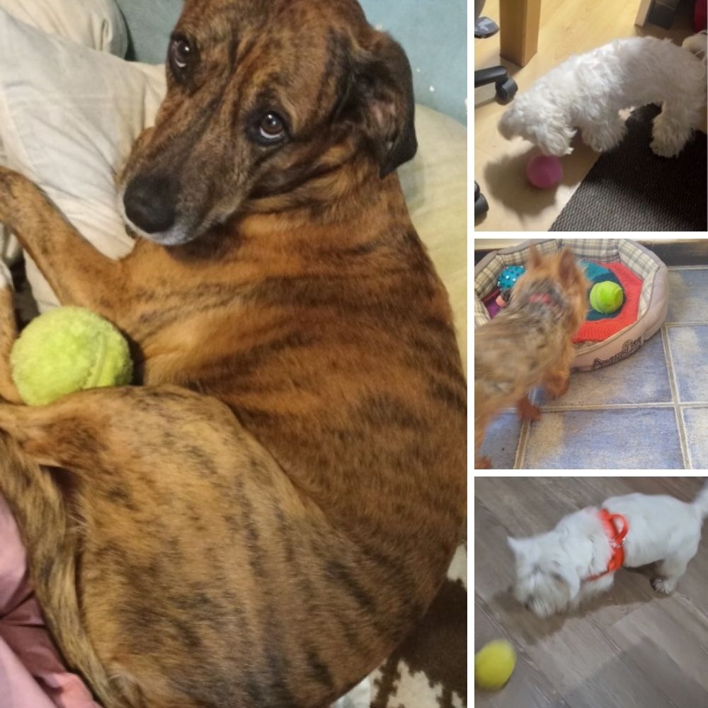 PupRoller™ Interactive Dog Toy