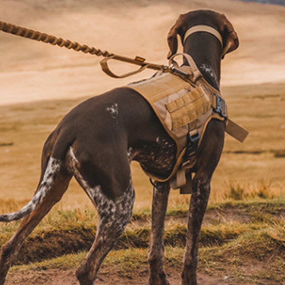Control Companion Pro™ Tactical Dog Harness
