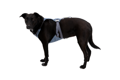 Load Up™ Dog Car Harness