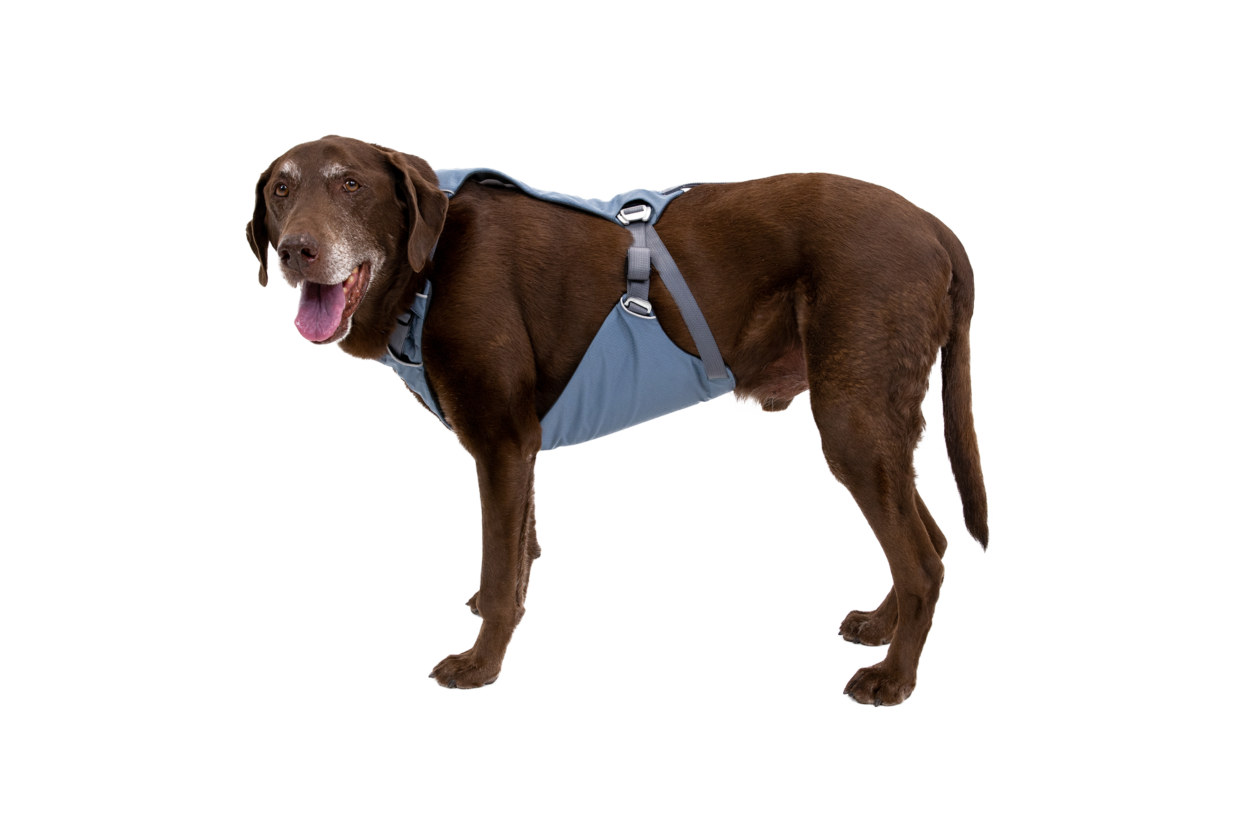 Load Up™ Dog Car Harness