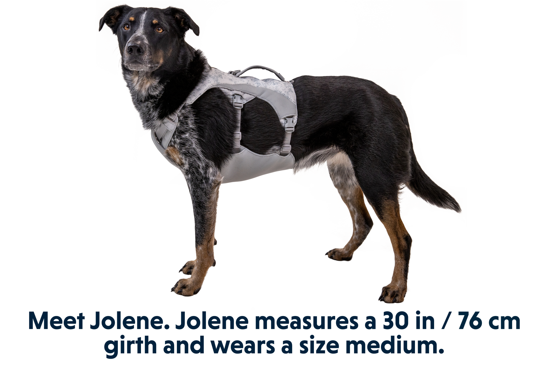 Swamp Cooler™ Dog Cooling Harness