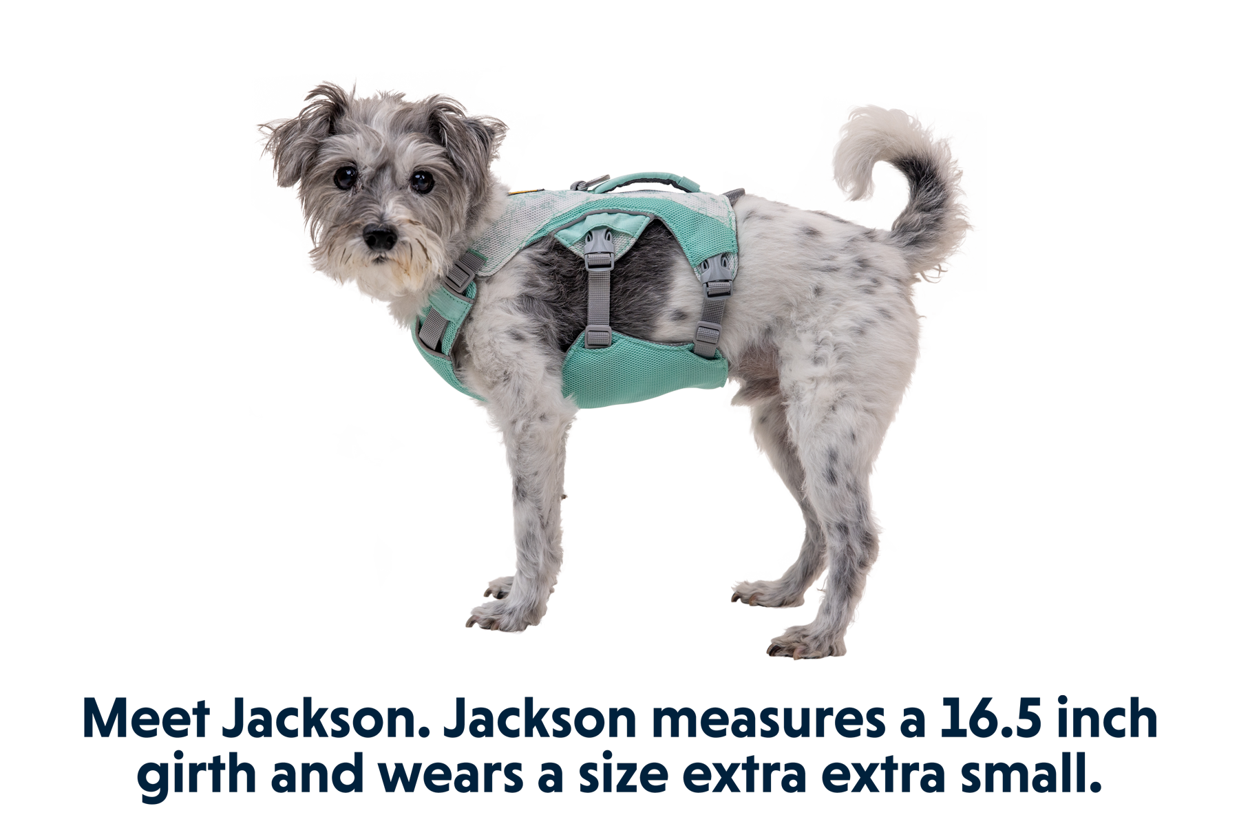 Swamp Cooler™ Dog Cooling Harness