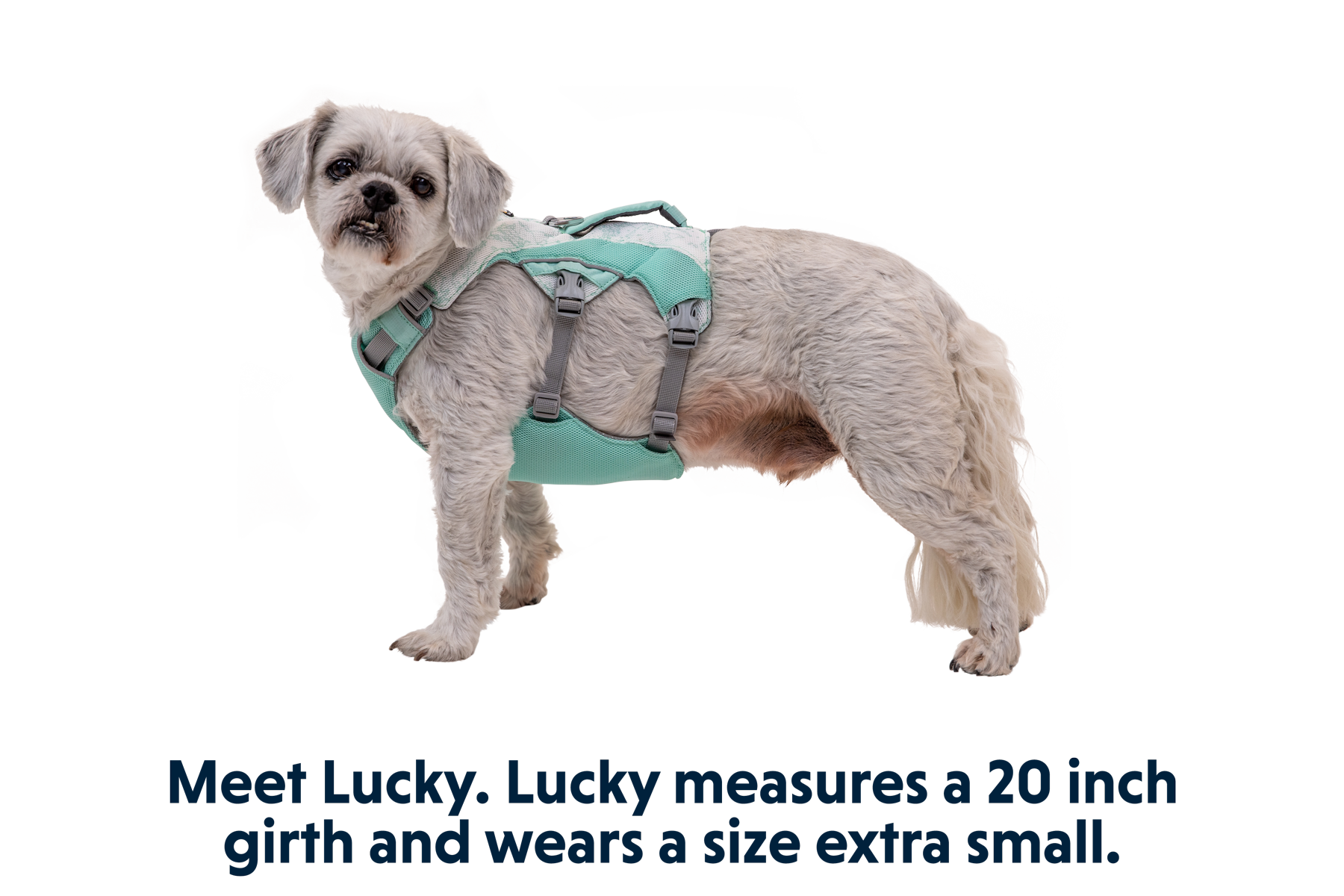 Swamp Cooler™ Dog Cooling Harness