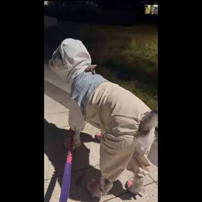 Cheers Pet Full-Coverage Waterproof Dog Raincoat