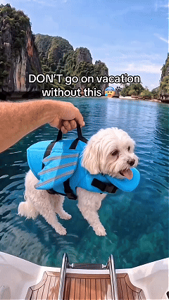 Reflective angel wing dog life jacket product video