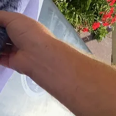 Peel-and-stick installation of a farm animal bin sticker