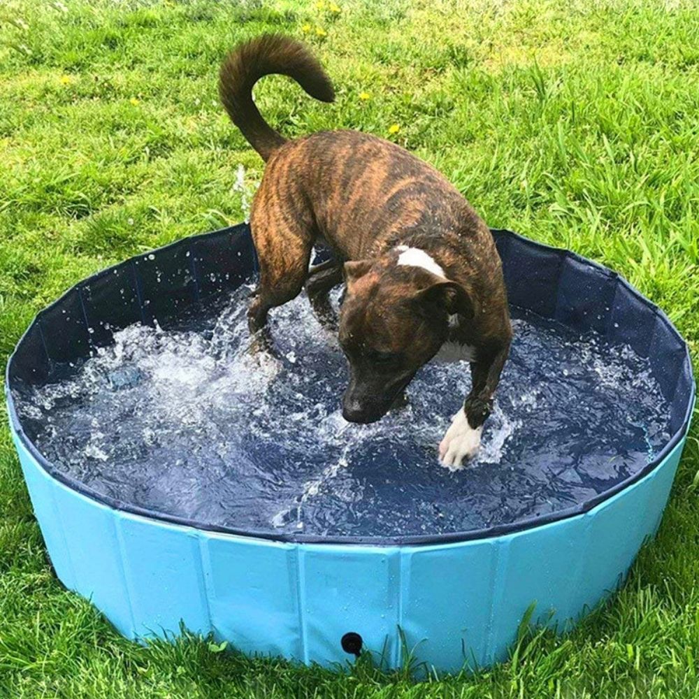 Paw Paradise™ Portable Dog Pool