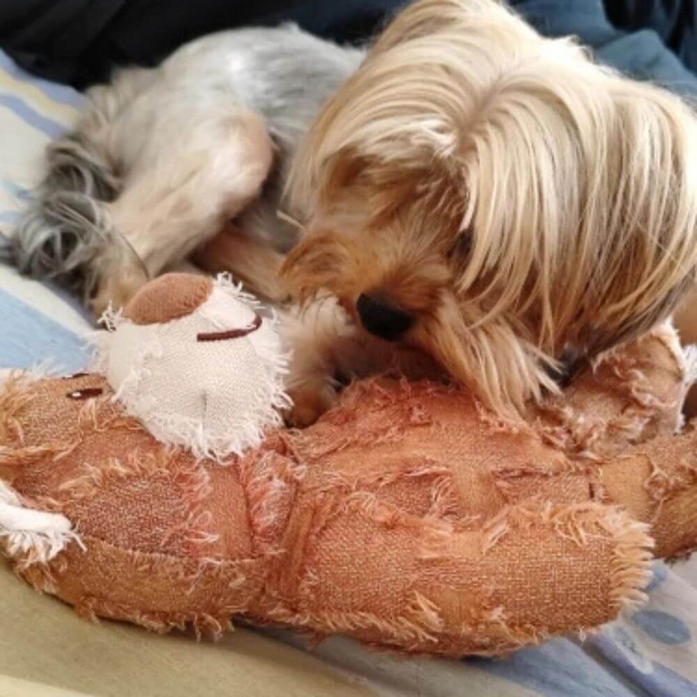 UltraTuff™ Indestructible Bear