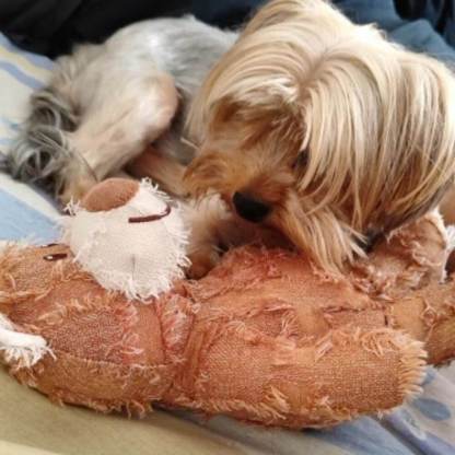 UltraTuff™ Indestructible Bear