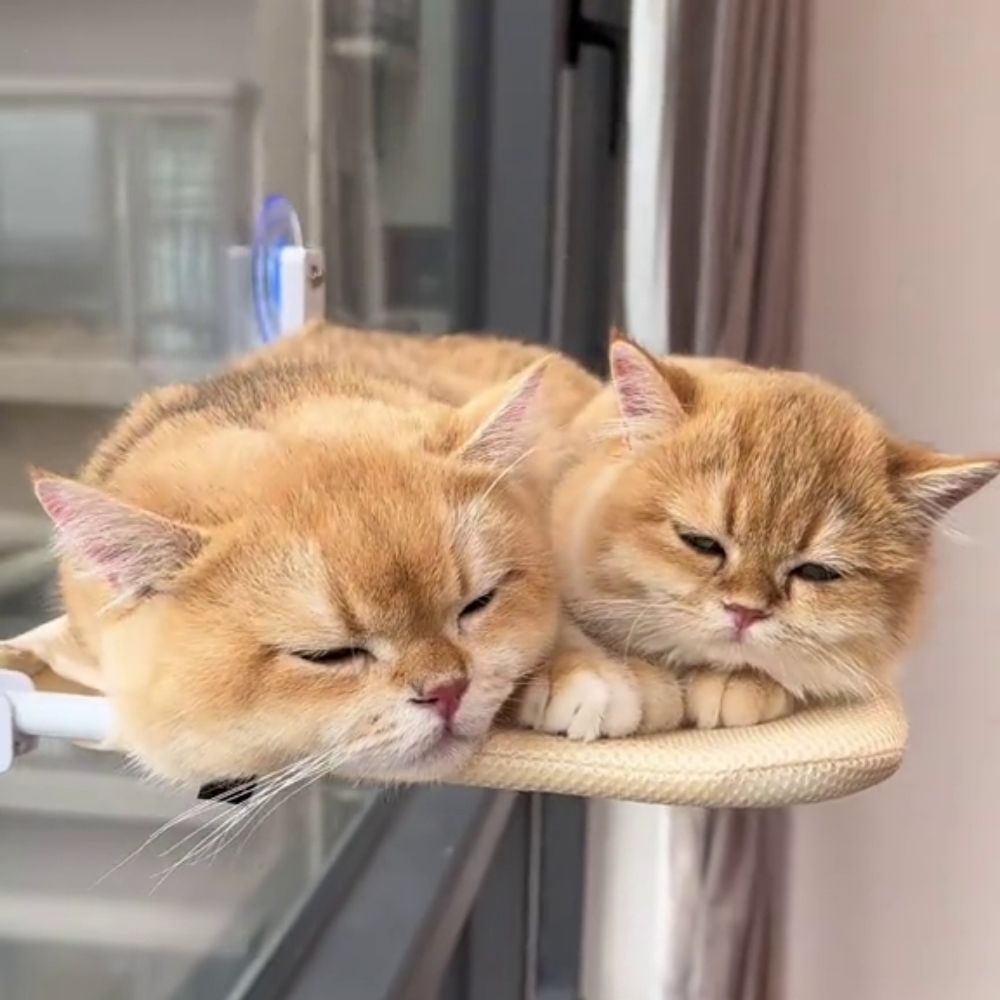 CatPerch™ Foldable Cat Hammock