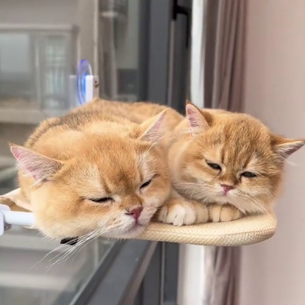 CatPerch™ Foldable Cat Hammock