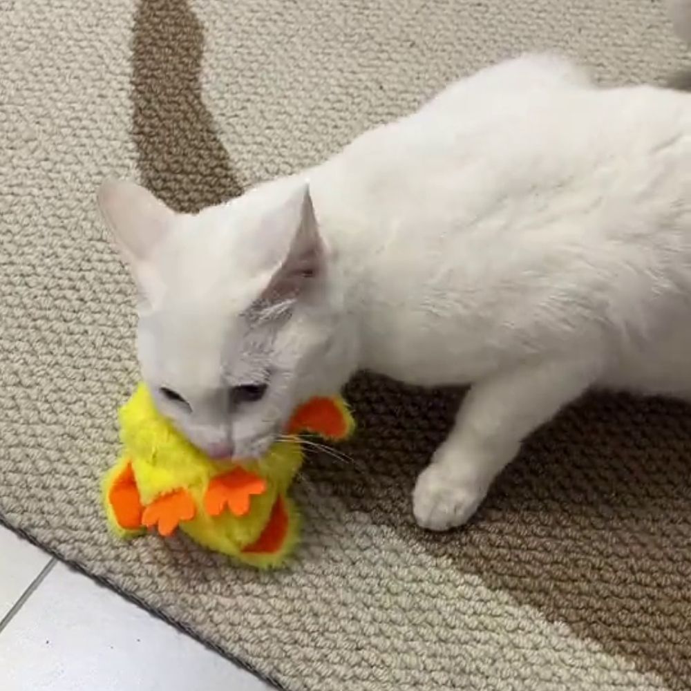 Quack Buddy™ Interactive Duck Toy