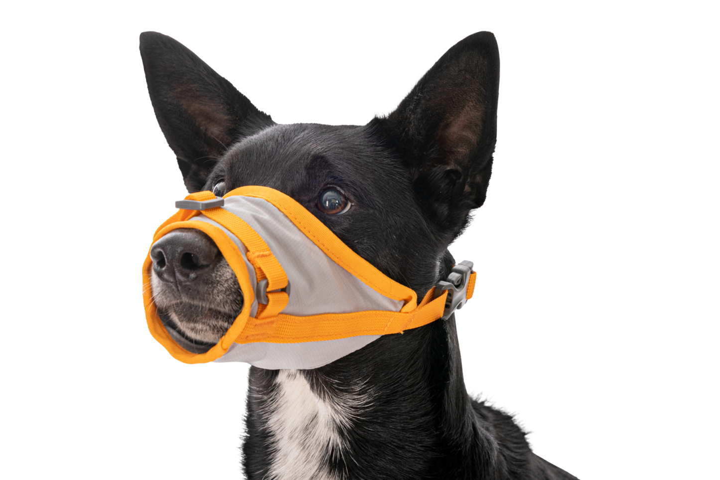 BackTrak™ Dog Evacuation Kit