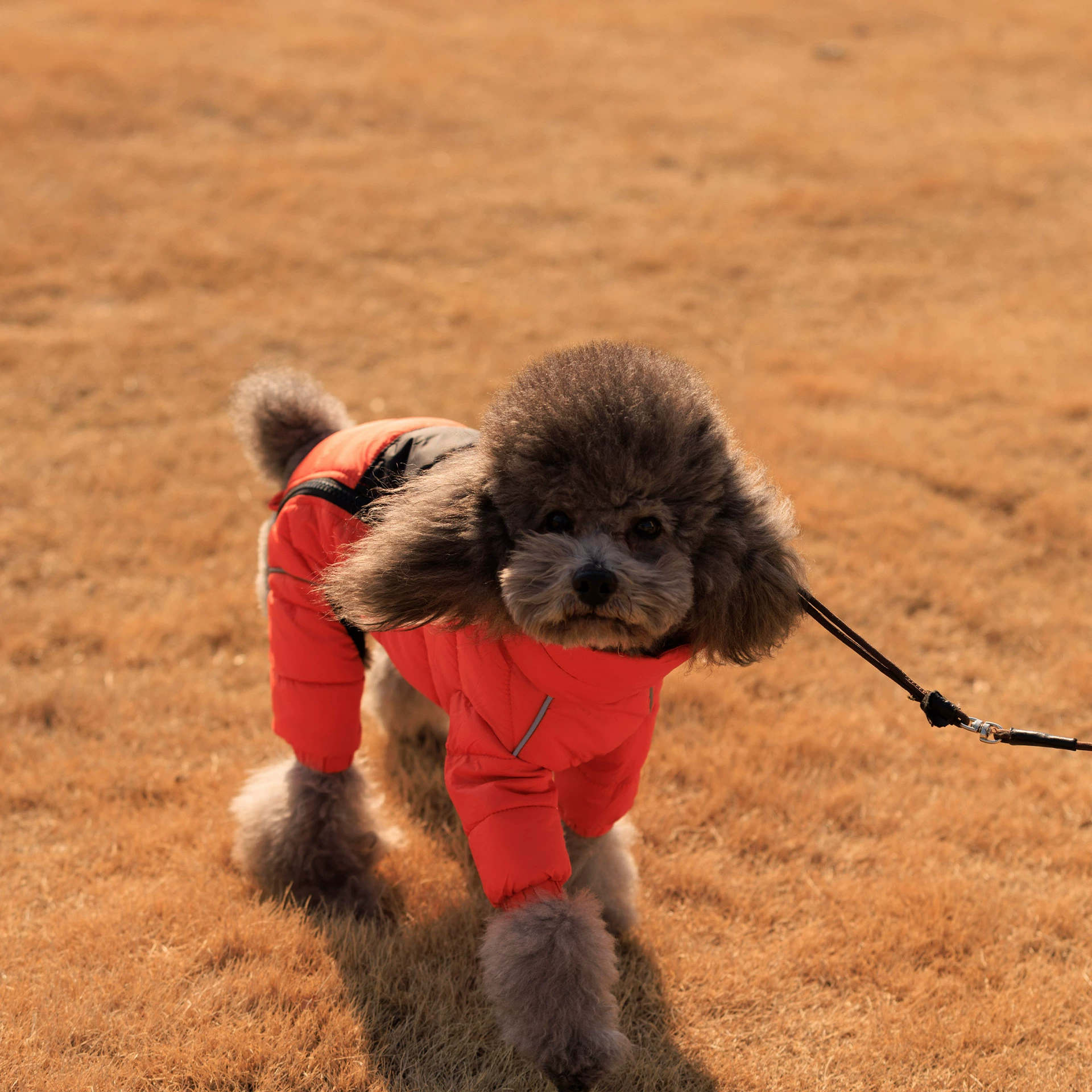 Vert™ Coverall Dog Snow Suit