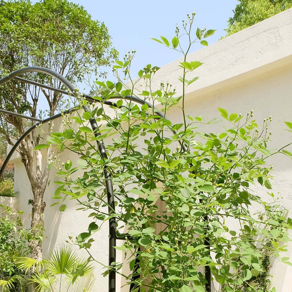 Modern Metal Arch|Garden Arch Trellis Metal Trellis