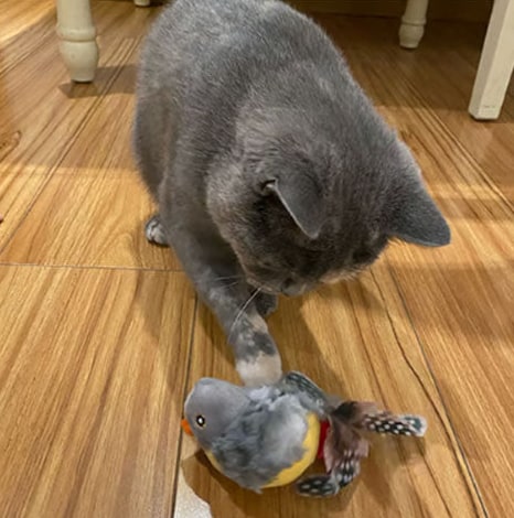 Interactive Cat Toy With Realistic Bird Sounds Feathers And Fluttering Wings For Indoor Hunting Fun - Product detail