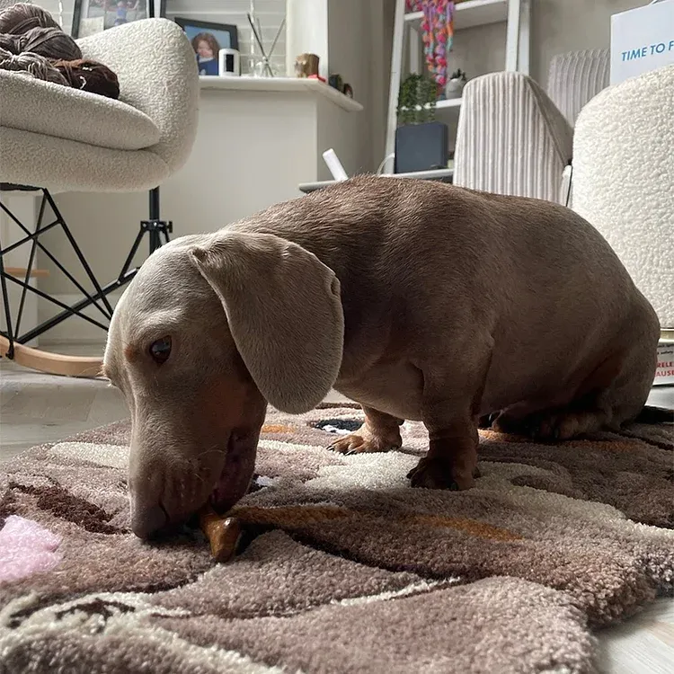 Personalized Tufted Pet Portrait Rug Custom Pet Portrait Rug Turn Your Pet into Portrait Mat Gifts for Pet Lovers