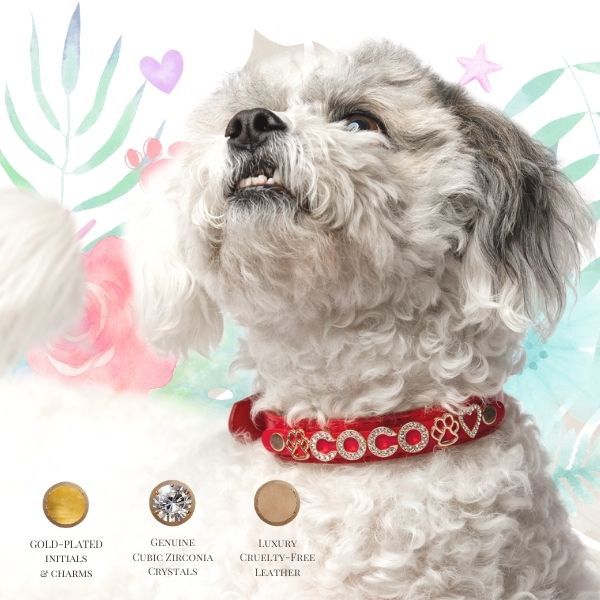 Luxury Leather Dog Collar Personalized Leather Dog Collar with Name & Zirconia Custom Jeweled Name Leather Dog Collar