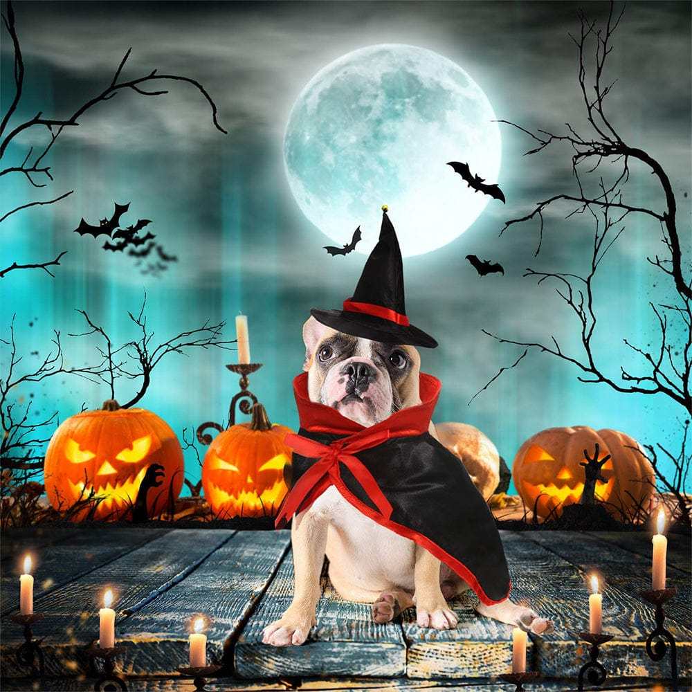 Halloween Pet Costume Set Vampire Cloak with Wizard Hat for Cat Puppy Halloween Party Pet Cosplay - Giftlab