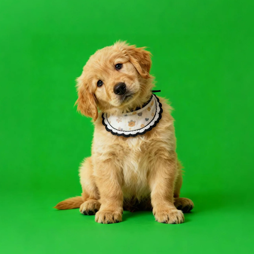 Holographic Digital Sences For Pet Holographic Digital House(Only Digital Sences Video by E-mail; Pet House Need to be purchased separately) - NameNecklaceAU