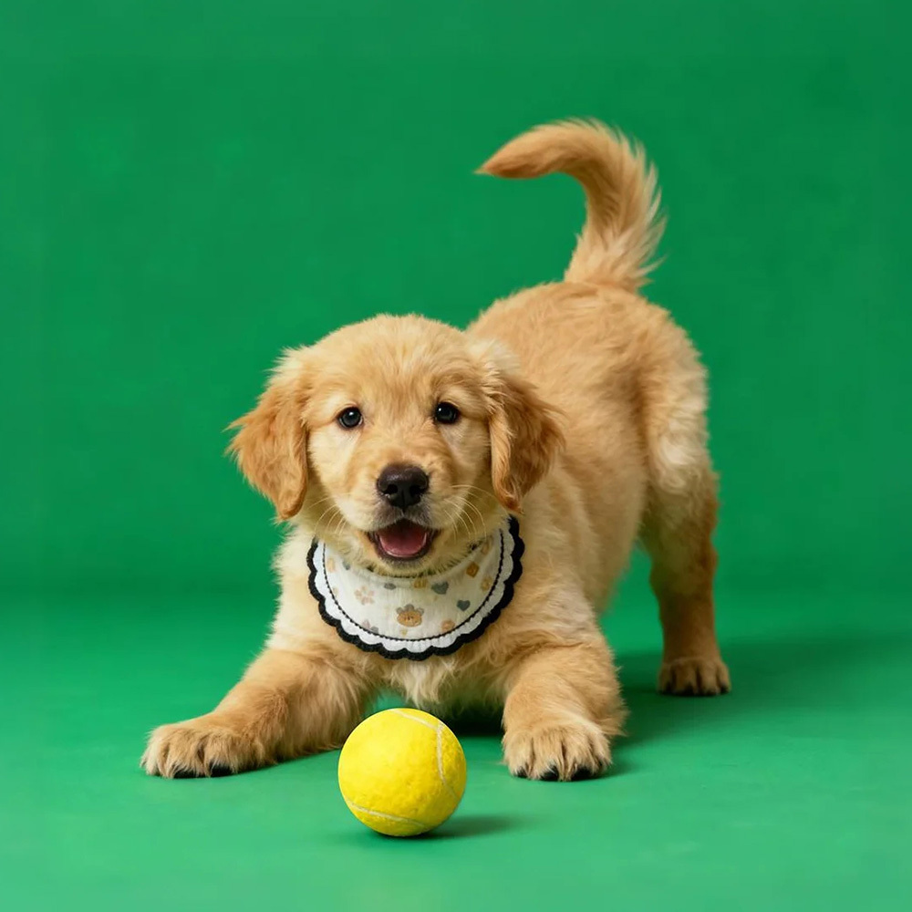 Holographic Digital Sences For Pet Holographic Digital House(Only Digital Sences Video by E-mail; Pet House Need to be purchased separately) - NameNecklaceAU