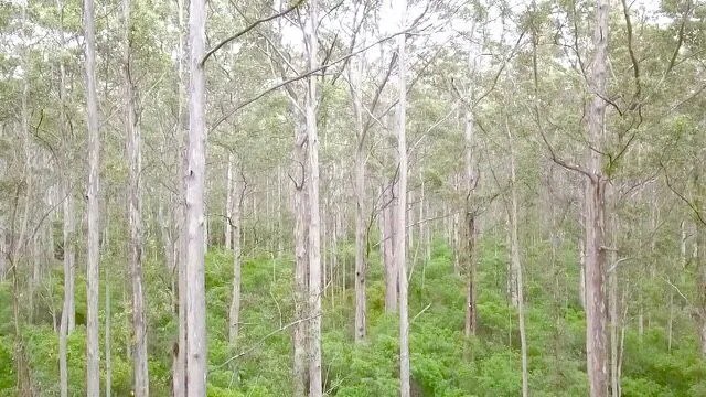 Australian Jarrah Honey TA40+ from Western Australia - 500 gram