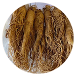 panax-ginseng