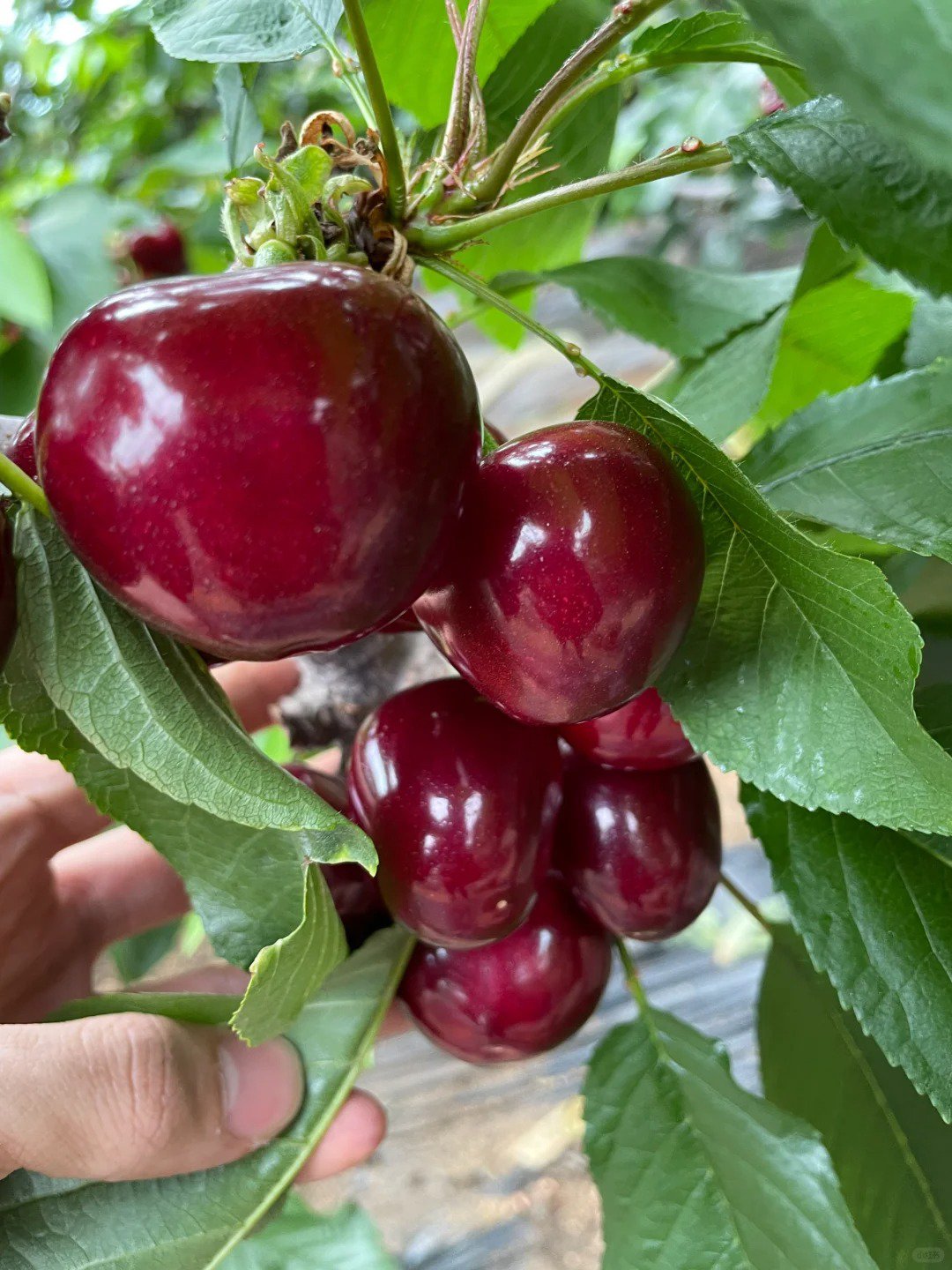 [A single one can bear] Chelsea Cherry Tree Seedling
