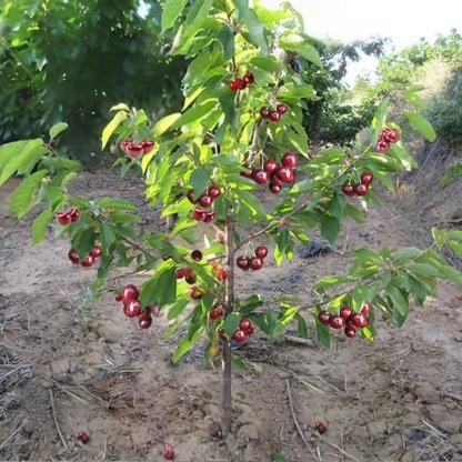 [A single one can bear] Chelsea Cherry Tree Seedling