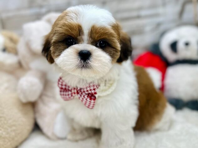 シーズー-ONECARAT