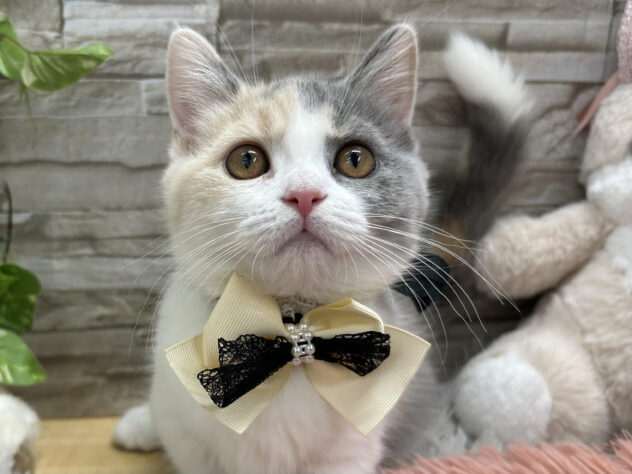 マンチカン-ONECARAT