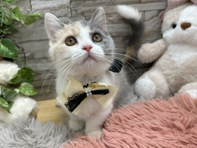 マンチカン-ONECARAT