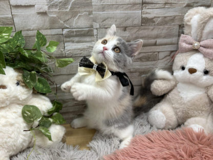 マンチカン-ONECARAT