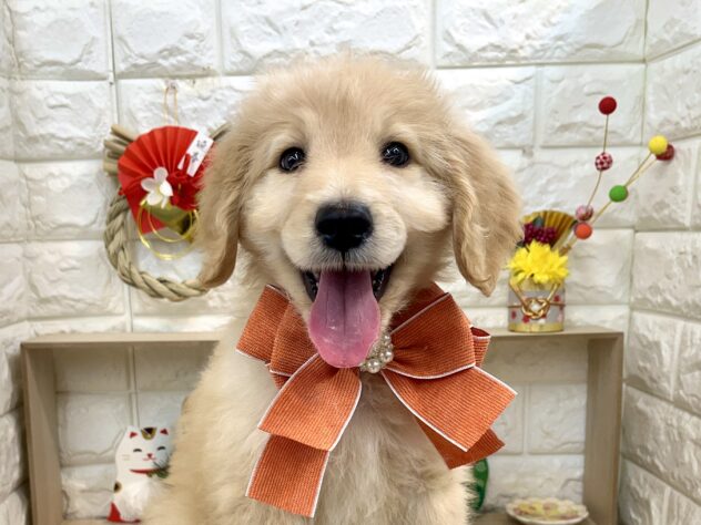 ミックス-ONECARAT