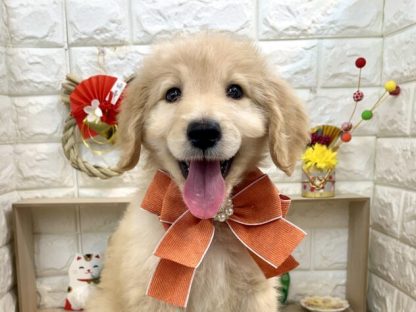 ミックス-ONECARAT