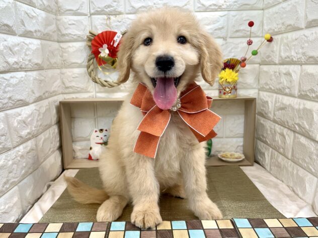 ミックス-ONECARAT