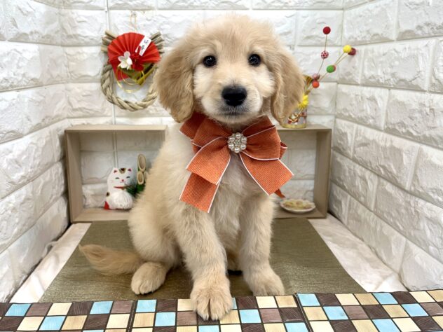 ミックス-ONECARAT