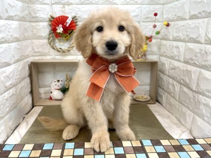 ミックス-ONECARAT