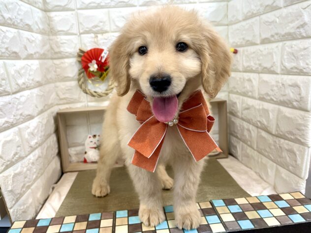 ミックス-ONECARAT