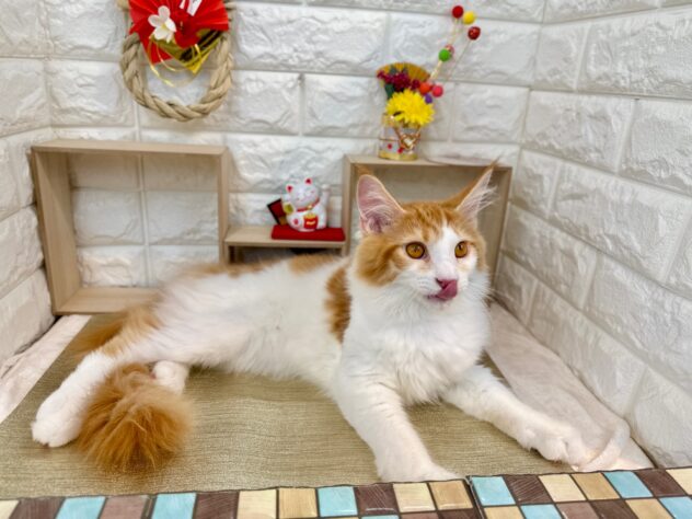 メインクーン-ONECARAT