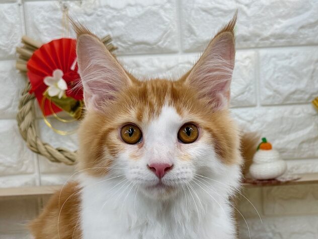 メインクーン-ONECARAT