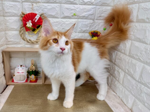 メインクーン-ONECARAT