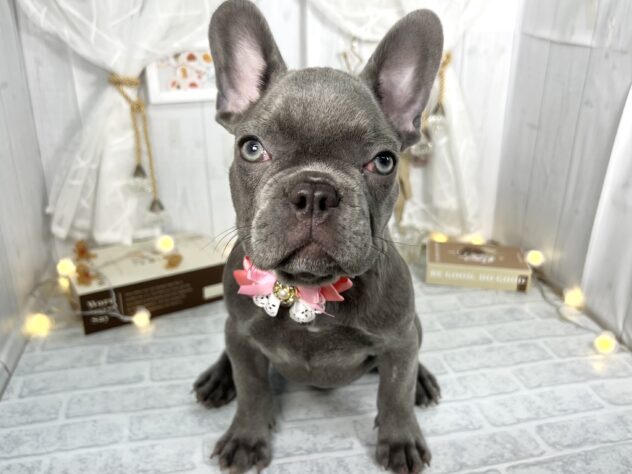 フレンチ・ブルドッグ-ONECARAT