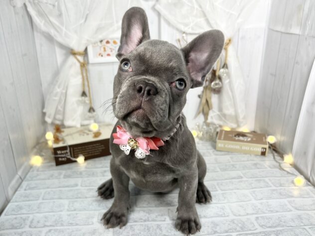 フレンチ・ブルドッグ-ONECARAT