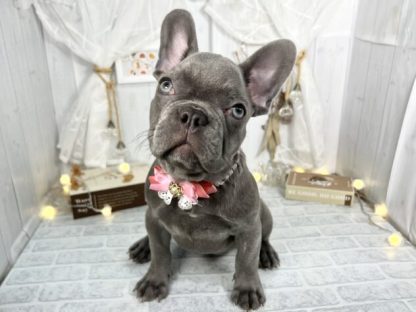 フレンチ・ブルドッグ-ONECARAT